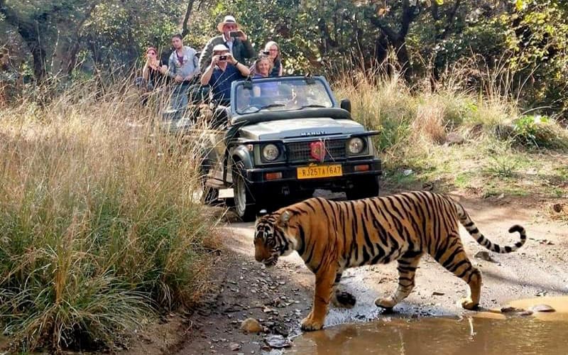 Ranthambore Tiger Safari Package