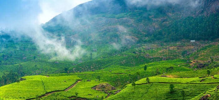 Munnar0989 Munnar
